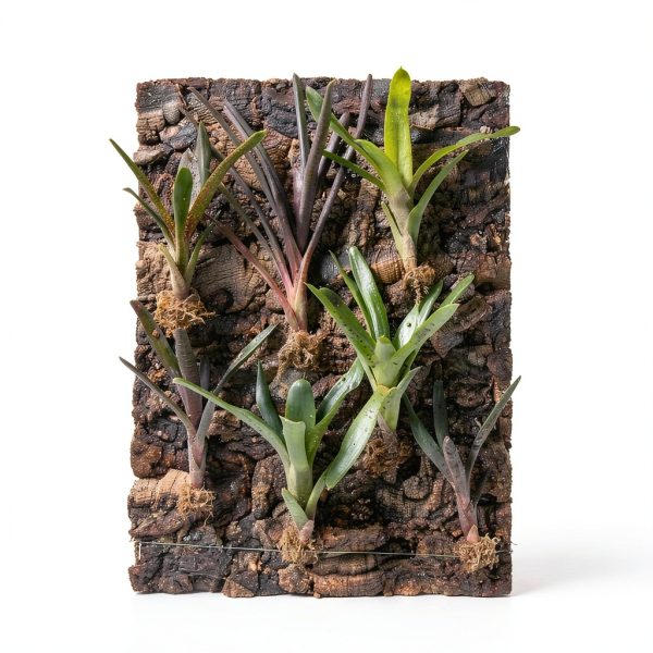 Natural Virgin Cork Sheet Terrarium Background 12x12 by Josh's Frogs-3